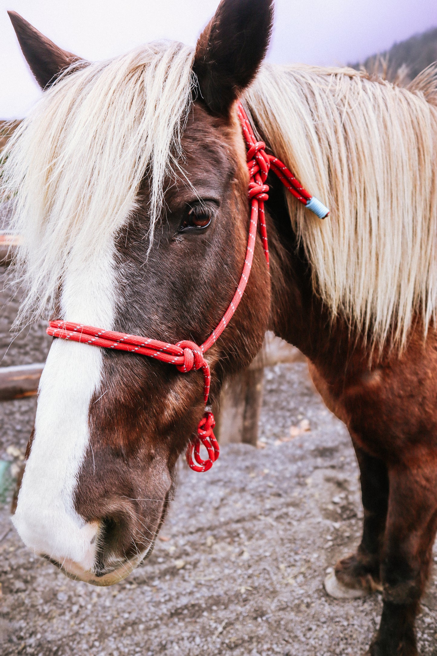 Licol prêt à partir – Rouge – Cheval