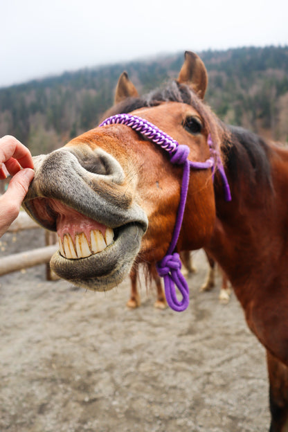 Licol tressage Lightning