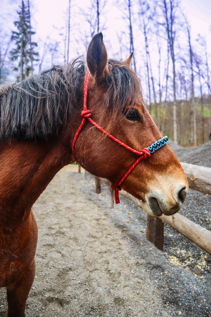 Licol tressage Avocado