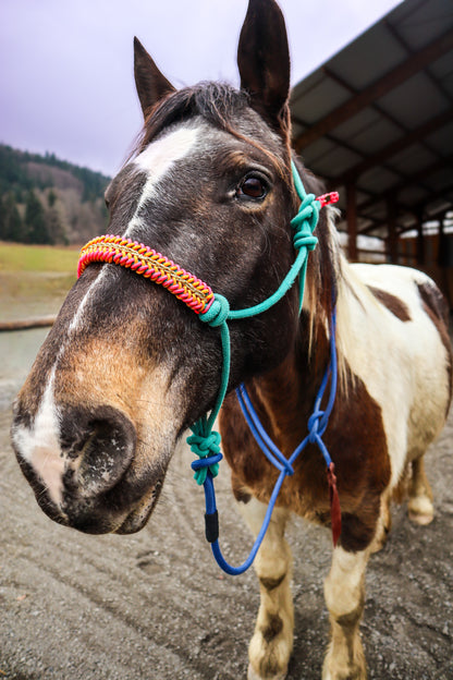 Licol tressage Lightning