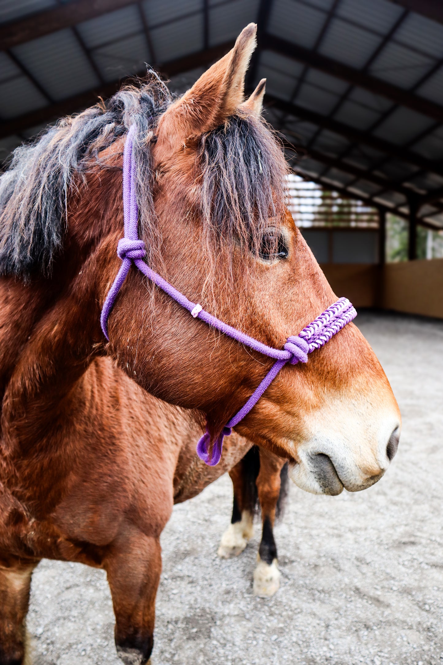 Licol tressage Lightning