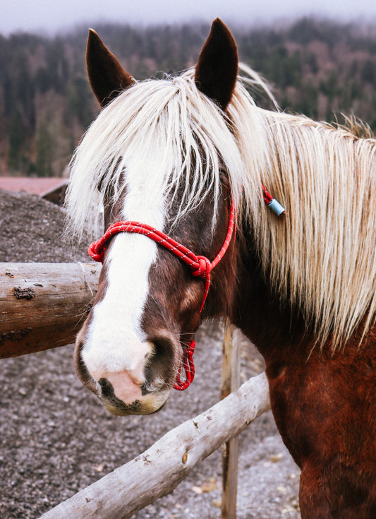 Licol prêt à partir – Rouge – Cheval