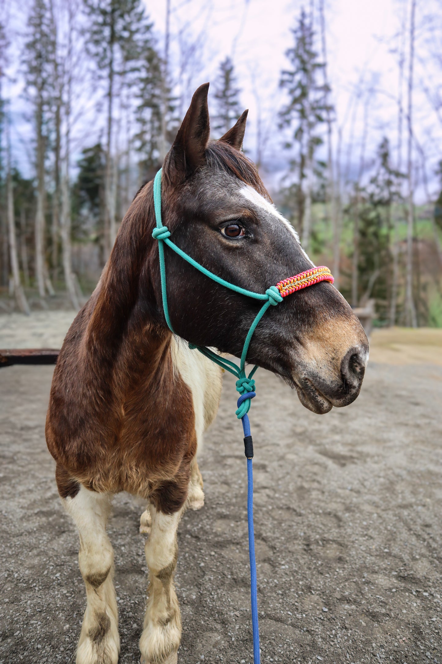 Licol tressage Lightning