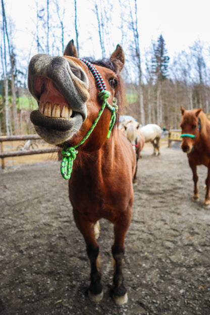 Licol tressage Fallin