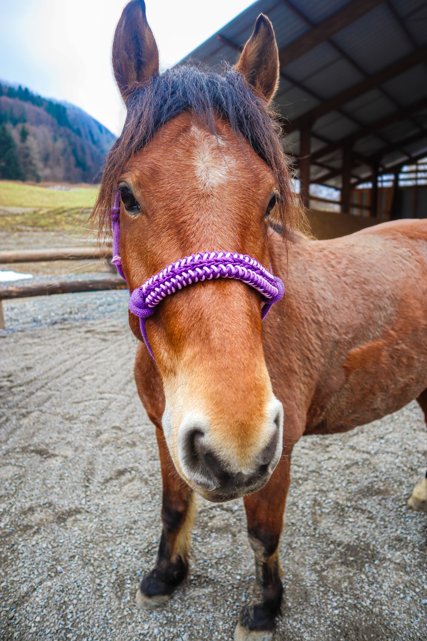 Licol tressage Lightning