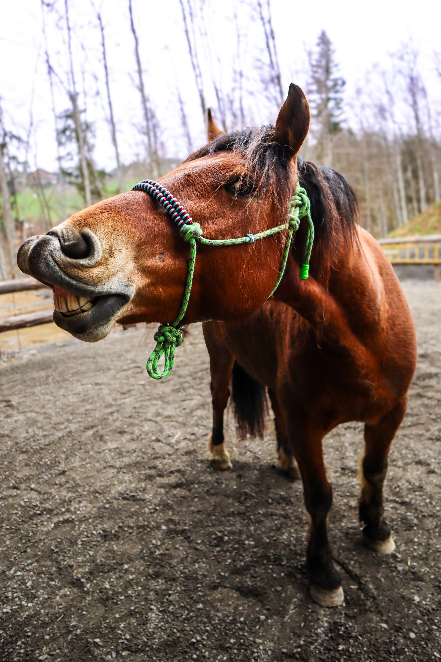 Licol tressage Fallin