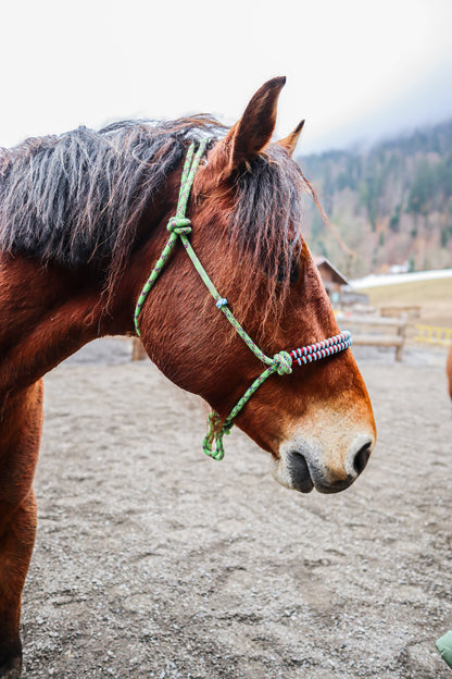 Licol tressage Fallin