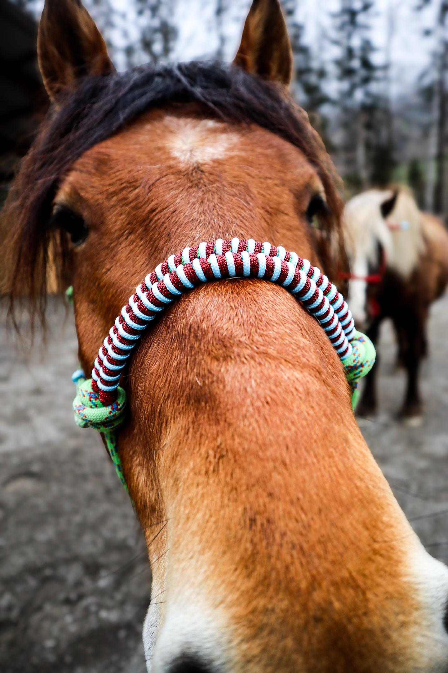 Licol tressage Fallin