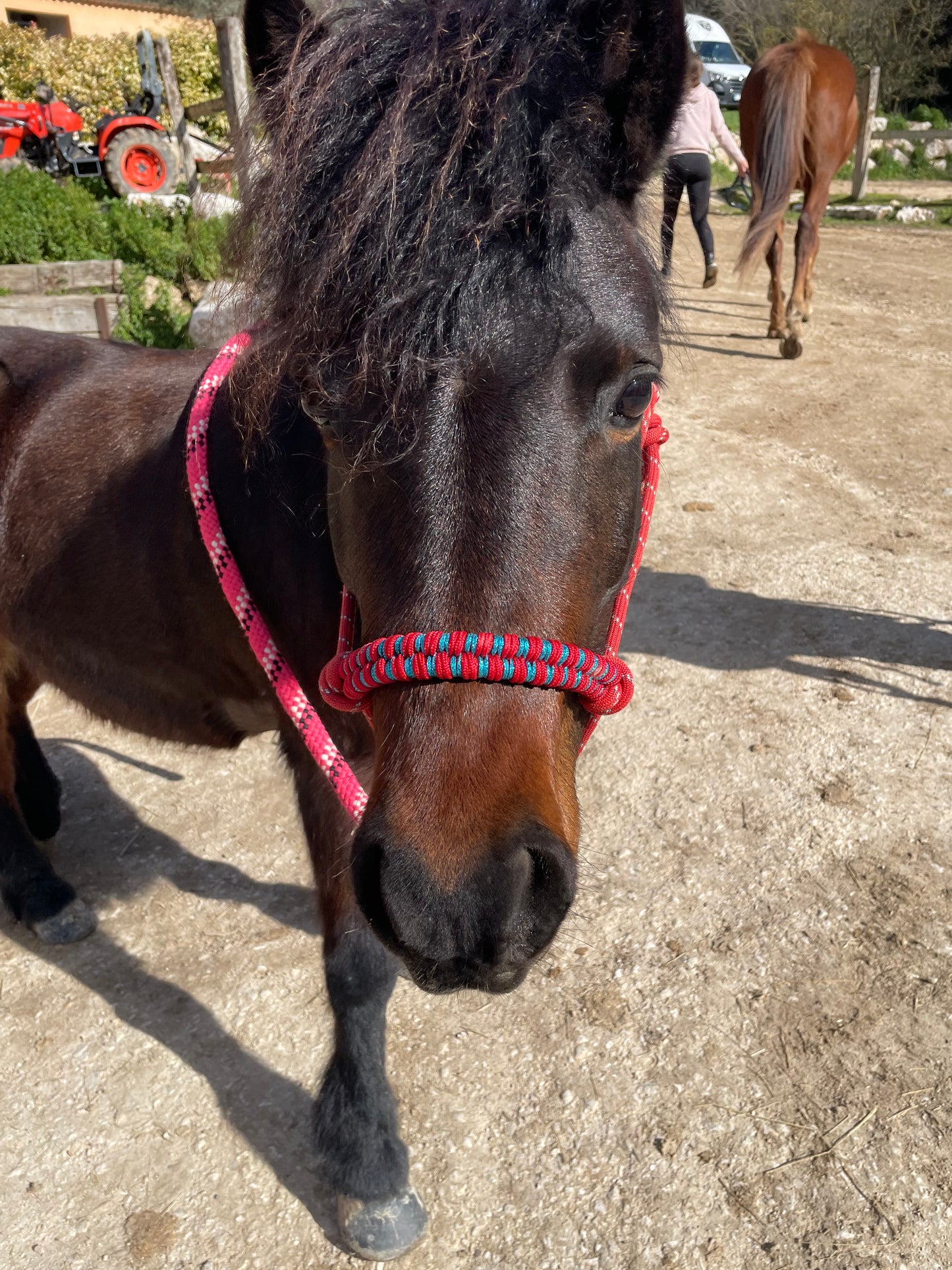 Licol tressage Fallin